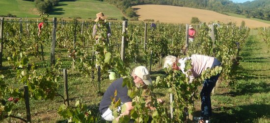 Photo : Viticulture, Ariège, Pamiers